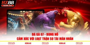 Đá Gà 67 - Bùng Nổ Cảm Xúc Với Loạt Trận So Tài Mãn Nhãn