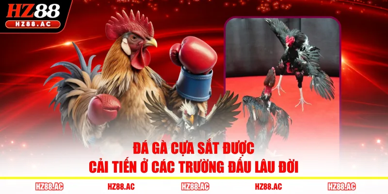 Đá gà cựa sắt được cải tiến ở các trường đấu lâu đời