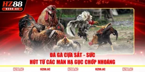 Đá Gà Cựa Sắt - Sức Hút Từ Các Màn Hạ Gục Chớp Nhoáng 