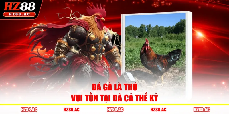 Đá gà là thú vui tồn tại đã cả thế kỷ